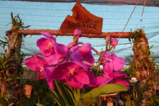 Hoa Lan cây cảnh BMT-DakLak